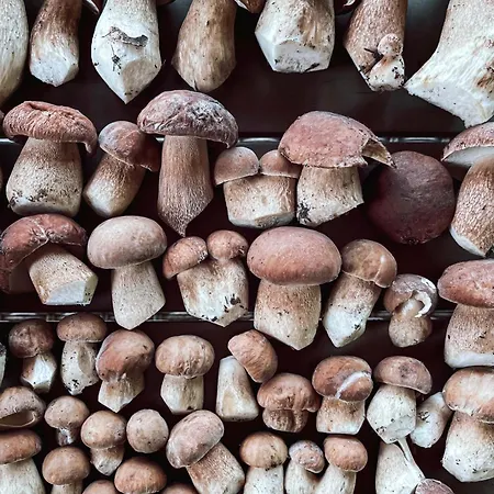 Дом отдыха Anesinka *